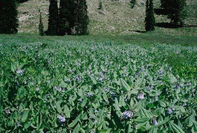 Field of Mertensia oblongifolia (mountain bluebell) Bear River Range, UT 8/3/11