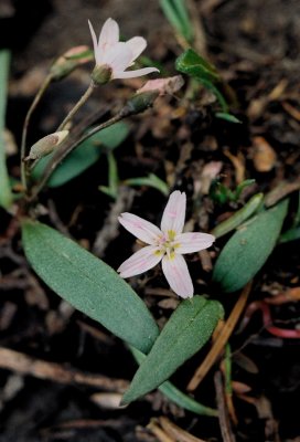 Claytonia lanceolata (spring beauty) Bear River Range, UT 8/3/11
