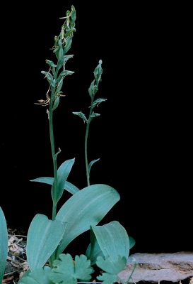 Platanthera zothecina (alcove bog orchid) Moab, UT 8/5/11