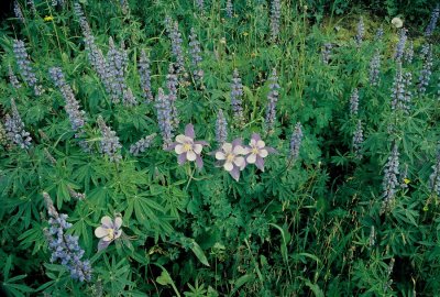 Aquilegia coerula (Colorado columbine) w. the similarly colored flowers of Lupine. Manti La-Sal Range, UT 8/5/11