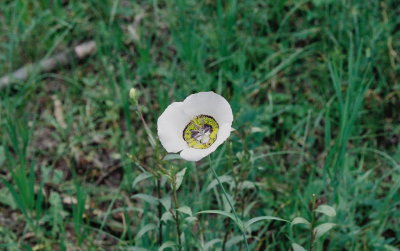 Calochortus gunnisonii (Gunnison's mariposa)  Manti La-Sal Range, UT 8/5/11