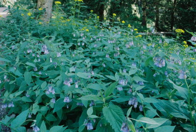 Mertensia oblongifolia (mountain bluebell) Manti La-Sal Range, UT 8/5/11