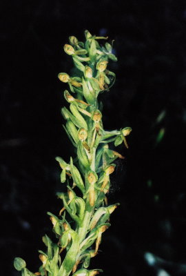 Platanthera tescamnis (Intermountain rein orchid) past-prime plant. Edwards, Colorado 8/6/11