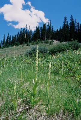 Platanthera huronensis (green bog orchid) white-flowered form. Copper Mt. CO 8/6/11