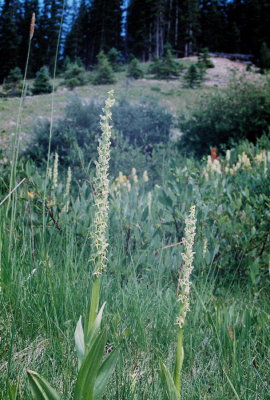 Platanthera huronensis (green bog orchid) white-flowered form. Copper Mt. CO 8/6/11