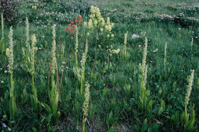 Similarly colored Platanthera huronensis and Castilleja sulphurea. Copper Mt. CO 8/6/11
