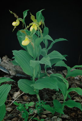  Cypripedium parviflorum var. pubescens (large yellow lady's-slipper) 4/28/12 New Jersey