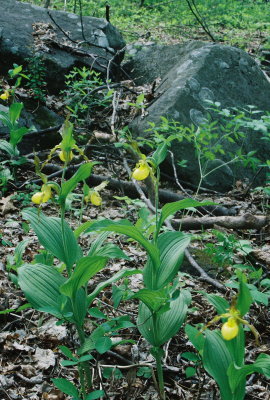  Cypripedium parviflorum var. pubescens (large yellow lady's-slipper) 4/28/12 New Jersey