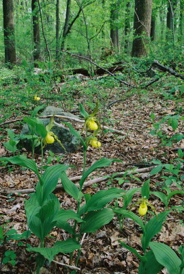  Cypripedium parviflorum var. pubescens (large yellow lady's-slipper) 4/28/12 New Jersey