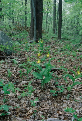 Cypripedium parviflorum var. pubescens (large yellow lady's-slipper) 4/28/12 New Jersey
