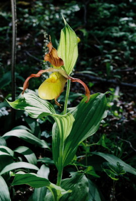  Cypripedium parviflorum var. pubescens (large yellow lady's-slipper) 4/30/12 New Jersey