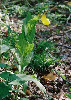  Cypripedium parviflorum var. pubescens (large yellow lady's-slipper) 4/30/12 New Jersey