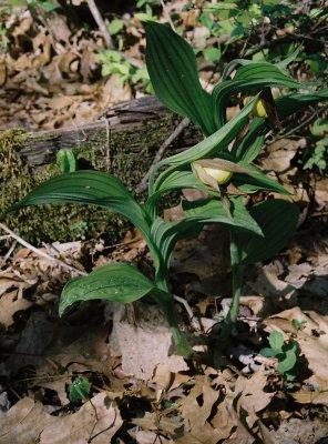 Cypripedium parviflorum var. pubescens (large yellow lady's-slipper) emerging blooms. 4/30/12 New Jersey