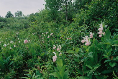  Cypripedium reginae (showy lady's-slipper) 6/18/12 New York