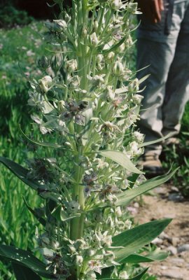Showy Fraseria (Fraseria speciosa)
