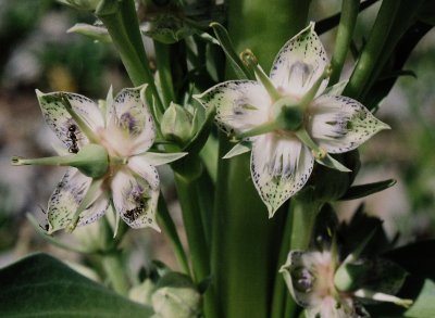 Showy Fraseria (Fraseria speciosa) close-up.