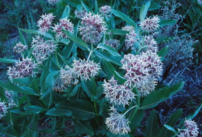 There was an impressive colony of Showy milkweed (Asclepias speciosa) at the bottom of the canyon.
