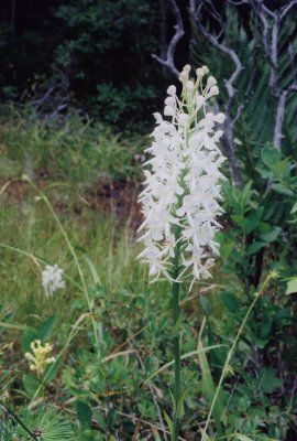  Platanthera blephariglottis (White Fringed Orchid) 7/13/12 PA