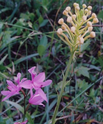  Calopogon tuberosos var. tuberosus (Tuberous Grass Pink) with Platanthera x bicolor (in bud) 7/13/12 PA