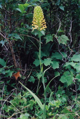 Platanthera ciliaris (Yellow Fringed Orchid) 7/13/12