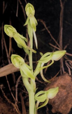 Platanthera zothecina (Alcove Bog Orchid) Moab, Utah 7/19/12