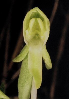 Platanthera zothecina (Alcove Bog Orchid) Moab, Utah 7/19/12