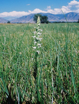 Spiranthes diluvialis (Ute Ladies'-tresses) My hometown of Logan is in the distance. Mendon, Utah 7/27/12