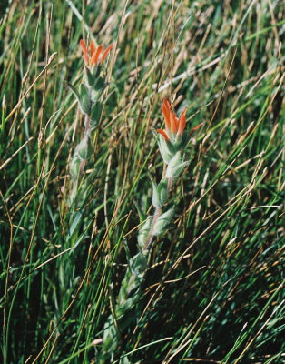 Castilleja minor var. exilis growing near the Spiranthes. Mendon, Utah 7/27/12
