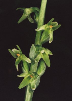 Piperia unalascensis (Alaskan Rein Orchid) Tony Grove Lake, Bear River Range, Utah 7/28/12