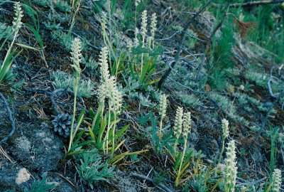 Spiranthes romanzoffiana (Hooded Ladies-tresses) Note the attractive blue-tinged setting. Yellowstone Natl Park 8/4/12