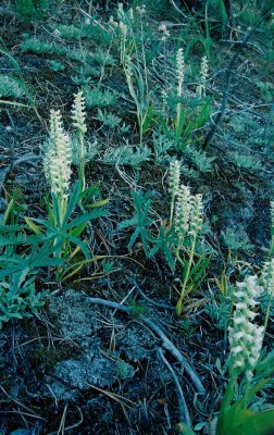 Spiranthes romanzoffiana (Hooded Ladies'-tresses) Yellowstone Nat'l Park, across from Canyon Village turnoff. 8/4/12
