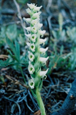 Spiranthes romanzoffiana (Hooded Ladies-tresses) No one could figure out why I was photographing a plant instead of the bison!