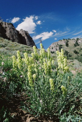  Castilleja sulpuhurea (Sulpher Paintbrush)  Mt. Elmer, Bear River Range, Utah. 7/26/12