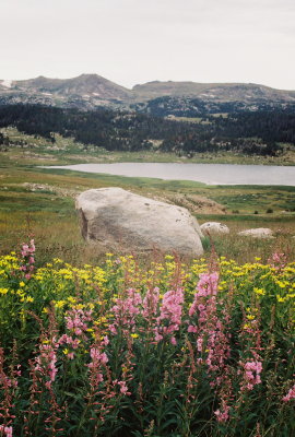 Fireweed (Epilobium angustifolium) w. Showy Goldeneye (Heliomeris multiflora) Beartooth Pass, Montana. 8/7/12
