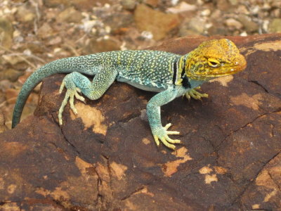Common Collared Lizard (Crotaphytus collaris) I managed to sneak up on this gorgeous lizard. Arches Nat'l Park 7/20/12 