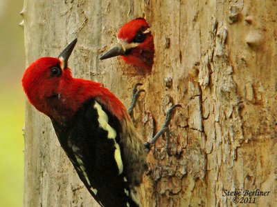 Red-breasted Sapsucker pair