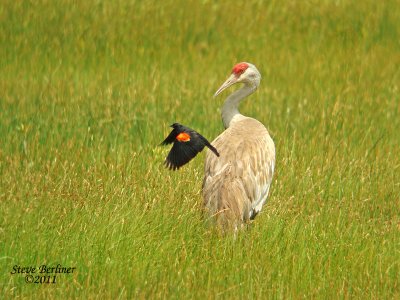 Sandhill Crane & Red-winged Blackbird