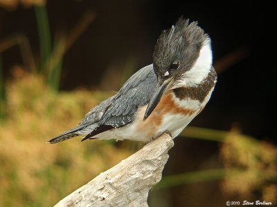 Belted Kingfisher