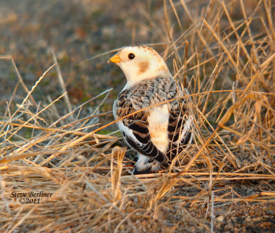 Snow Bunting