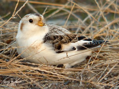 Snow Bunting PDX 12-21-11