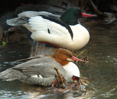 Common Merganser pair