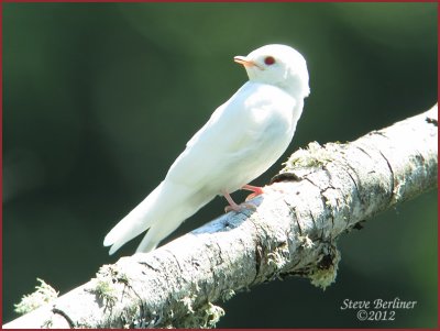 Albino Swallow 7-25-12