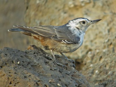 White-breasted Nuthatch