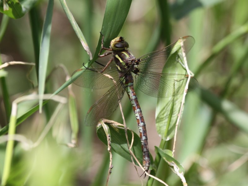 Springtime Darner (Female)