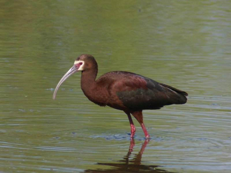 White-faced Ibis