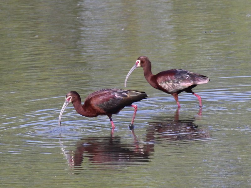 White-faced Ibis