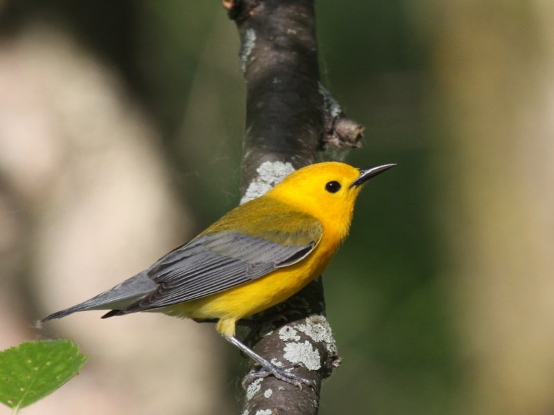 Prothonotary Warbler