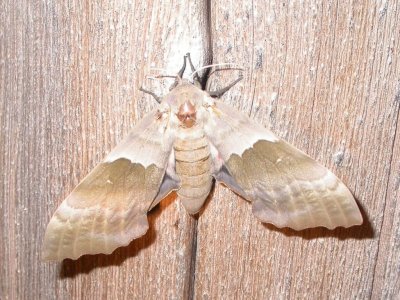 Poplar Sphinx Moth