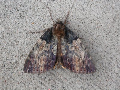 Clouded Underwing Moth