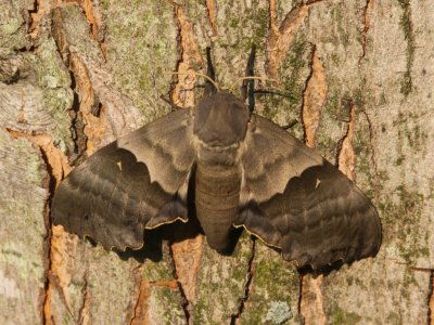 Poplar Sphinx